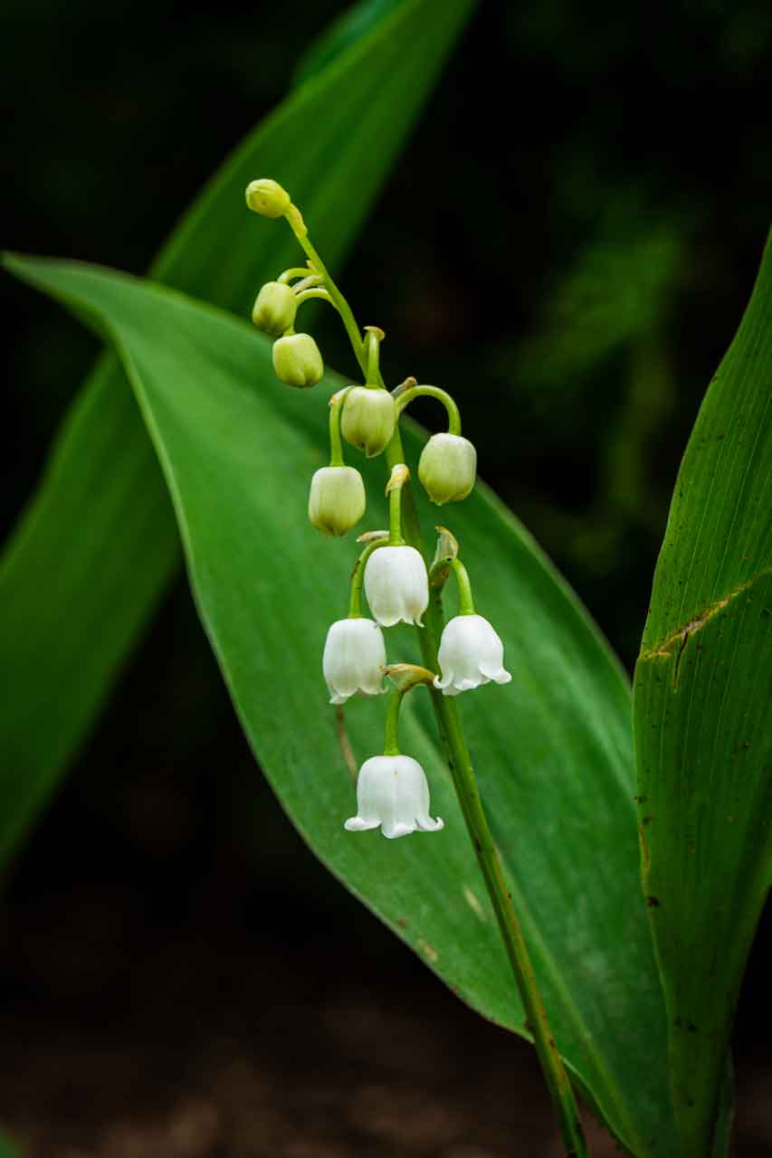 Louis V. Nguyen: LVNMOBILE.com