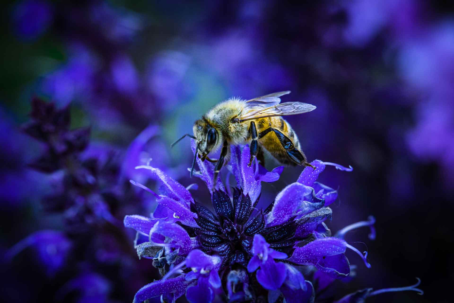 Louis V. Nguyen: LVNMOBILE.com